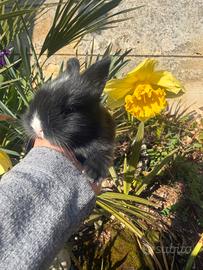 Coniglietti disponibili nani