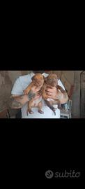Cuccioli pitbull rednose
