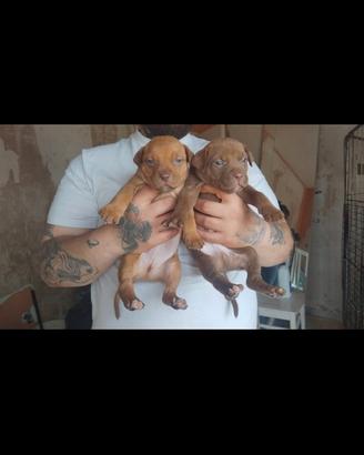 Cuccioli pitbull rednose