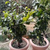  piantina di limoni e mandaranci