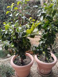 piantina di limoni e mandaranci