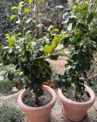  piantina di limoni e mandaranci