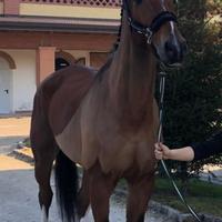 Cavallo castrone