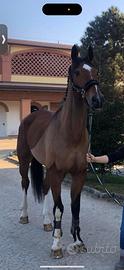 Cavallo castrone