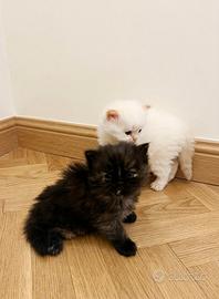 Gatti persiani