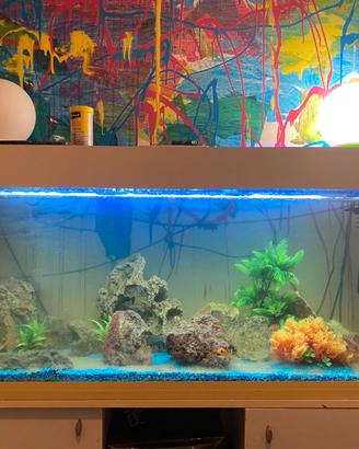 Acquario