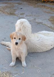 Cucciola di madre maremmana