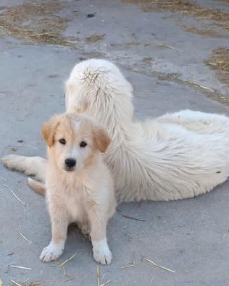 Cucciola di madre maremmana