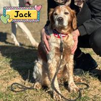 JACK breton puro in adozione a Latina