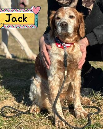 JACK breton puro in adozione a Latina