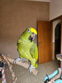 Pappagallo amazzone fronte gialla