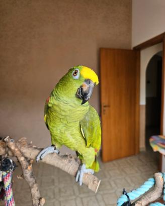 Pappagallo amazzone fronte gialla