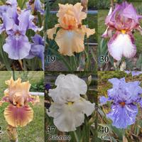 rizomi di iris germanica, gaggioli