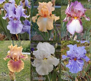 rizomi di iris germanica, gaggioli