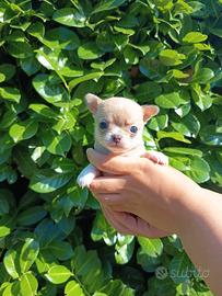 Chihuahua con pedigree