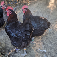 Galline Marans nero ramato