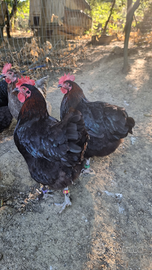 Galline Marans nero ramato