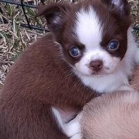 Cuccioli di piccola taglia