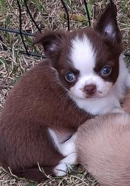 Cuccioli di piccola taglia