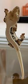 Geco Ciliatus