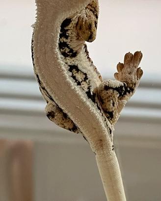Geco Ciliatus