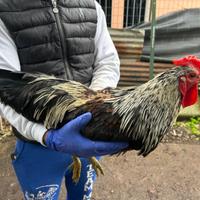 Galli figli di Jersey Gigante