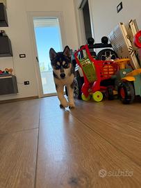 Siberian Husky con pedigree enci