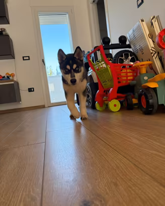Siberian Husky con pedigree enci