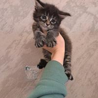 Cucciola maine coon