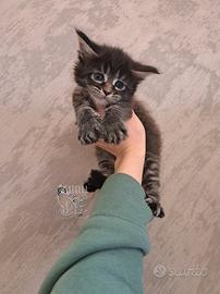 Cucciola maine coon