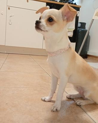 Chihuahua femmina cucciola