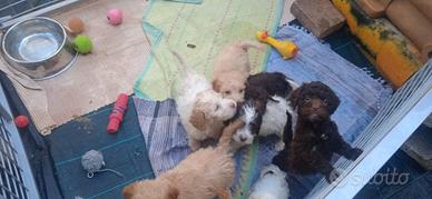 Cuccioli di Lagotto romagnolo