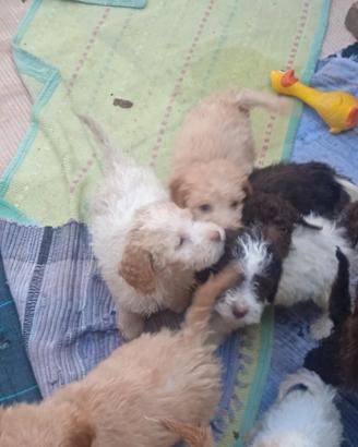 Cuccioli di Lagotto romagnolo