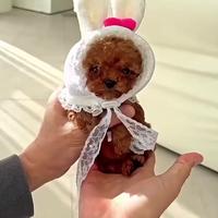 Barboncino femmina teacup 3Mesi microchip