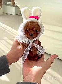 Barboncino femmina teacup 3Mesi microchip