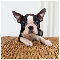 Cuccioli Boston Terrier Pedigree ENCI