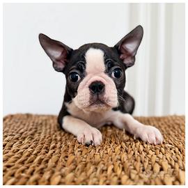 Cuccioli Boston Terrier Pedigree ENCI