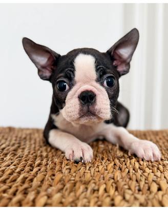 Cuccioli Boston Terrier Pedigree ENCI