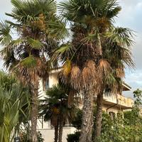 🌴 Palme – al miglior offerente 🌴