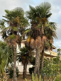 🌴 Palme – al miglior offerente 🌴