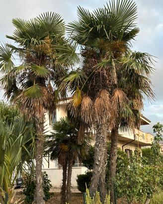 🌴 Palme – al miglior offerente 🌴