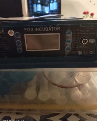 incubatrice per uova