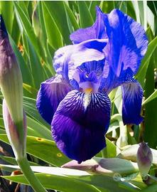 Pianta bulbo Iris germanica