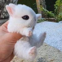 Coniglio nano super mini toy 1kg da adulti