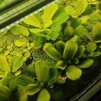 pistia piante per acquario 