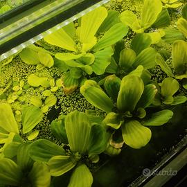 pistia piante per acquario 