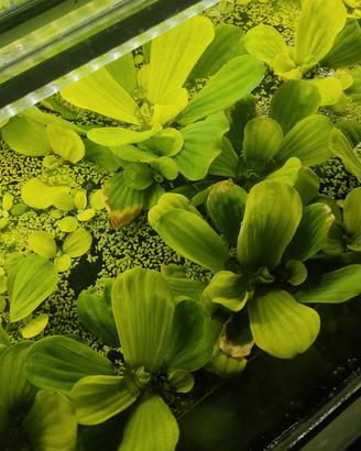 pistia piante per acquario 