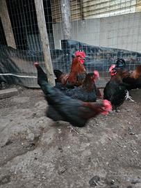 Galline e galli Brahma e marans