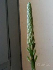 PIANTE GRASSE(1 in FIORE) + 3 IRRIGATORI automatic