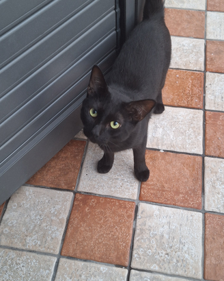 Cucciolo di gattino